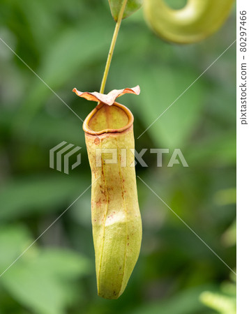 Ugubon Kuzura 80297466