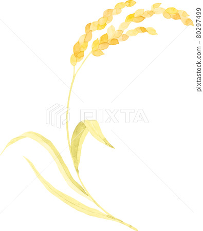 Illustration of rice ears drawn in watercolor 80297499