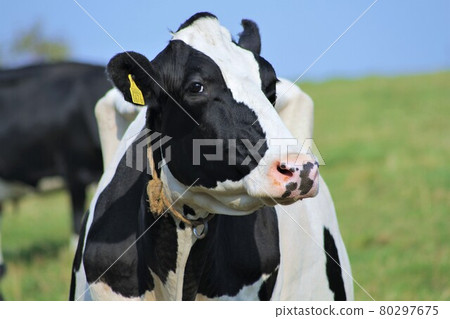 Ranch landscape-Holstein cow Ranch landscape-Holstein cow 80297675