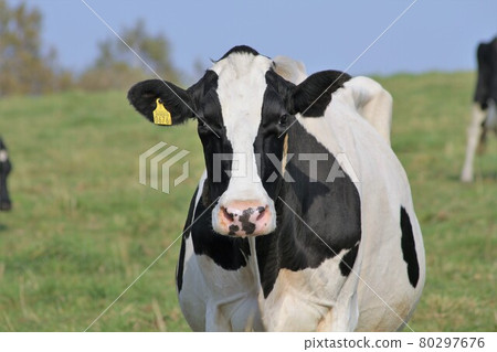 牧場景觀-荷斯坦奶牛 牧場景觀-荷斯坦奶牛 80297676