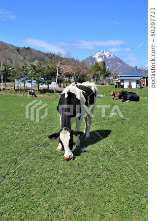 Ranch landscape-Holstein cow Ranch landscape-Holstein cow 80297721