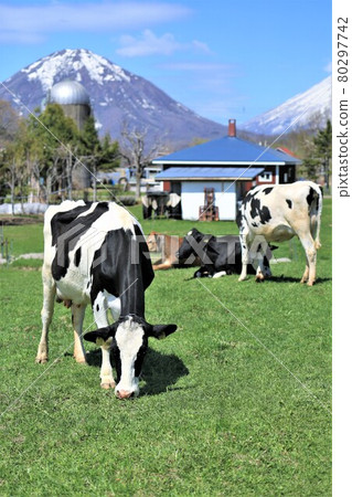 Ranch landscape-Holstein cow Ranch landscape-Holstein cow 80297742