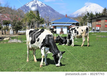 Ranch landscape-Holstein cow Ranch landscape-Holstein cow 80297743