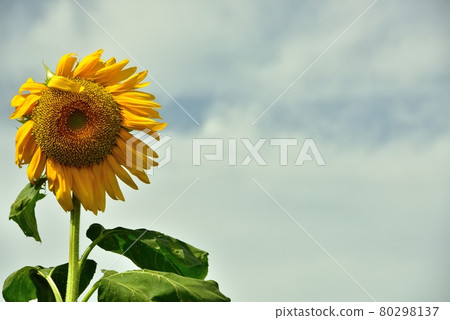 A sunflower of nature that grows powerfully A sunflower of nature that grows powerfully 80298137