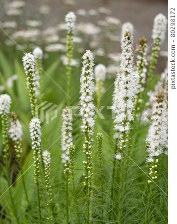 Liatris spicata alba Liatris spicata alba 80298172