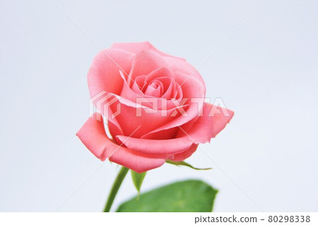 Rose of pink color Rose of pink color 80298338