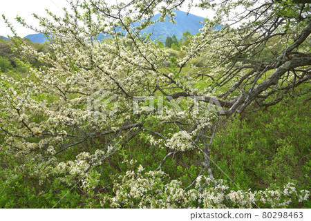 Malus sieboldii flowers blooming in Senjogahara in early summer Malus sieboldii flowers blooming in Senjogahara in early summer 80298463