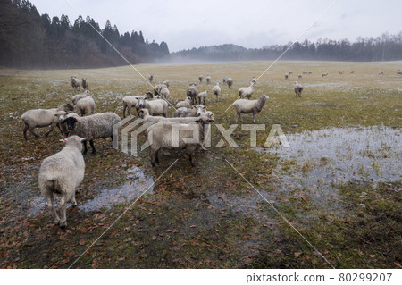 [Koiwai Farm] Animal Photo Sheep Sheep at Koiwai Farm 80299207