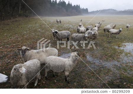 [Koiwai Farm] Animal Photo Sheep Sheep at Koiwai Farm 80299209