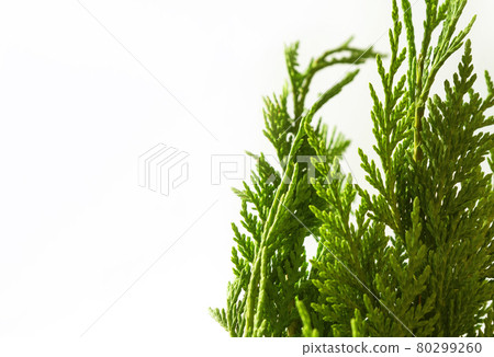 Green thuja branches on light background. Coniferous tree 80299260