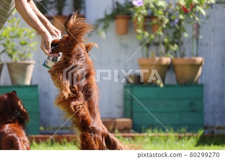 達克斯獵犬在花園裡玩耍 80299270