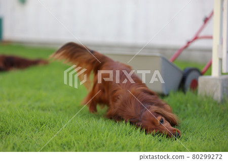 Dachshund playing in the garden Dachshund playing in the garden 80299272