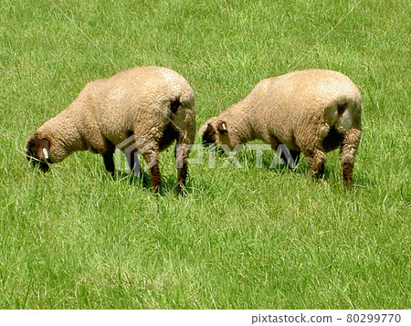 Sheep / Hokkaido Sheep / Hokkaido 80299770