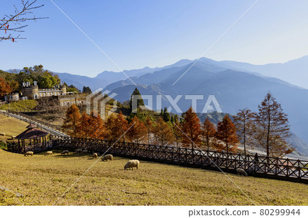 清境農場裡放養了許多綿羊 80299944