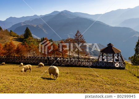 There are many sheep grazing on the Cingjing farm 80299945