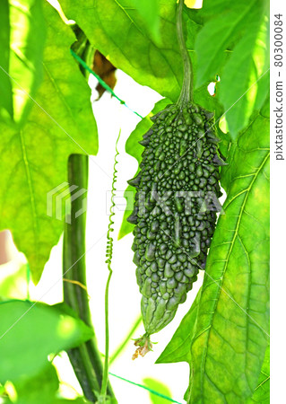 Abashi bitter gourd in the vegetable garden Abashi bitter gourd in the vegetable garden 80300084