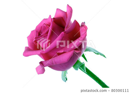 Still life stock photography 80300111