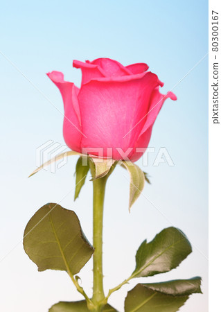 Still life stock photography 80300167