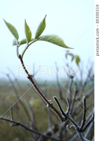 Still life stock photography 80300319
