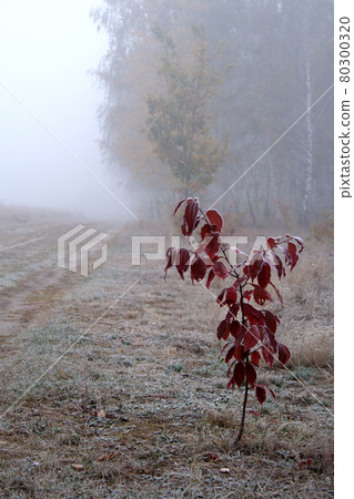 Still life stock photography Still life stock photography 80300320