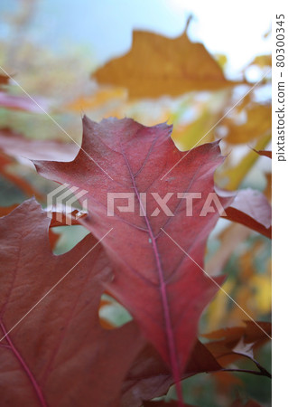 Still life stock photography Still life stock photography 80300345