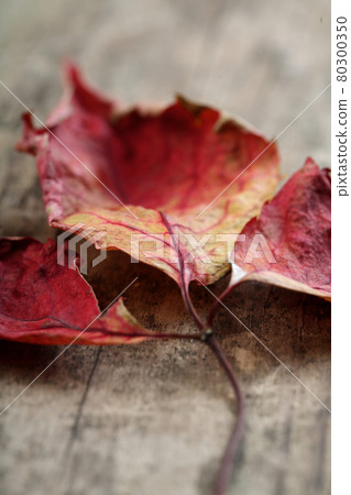 Still life stock photography Still life stock photography 80300350