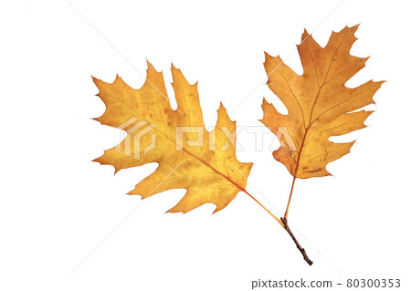 Still life stock photography Still life stock photography 80300353