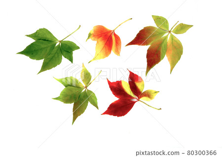 Still life stock photography Still life stock photography 80300366