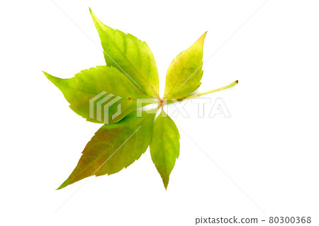 Still life stock photography Still life stock photography 80300368