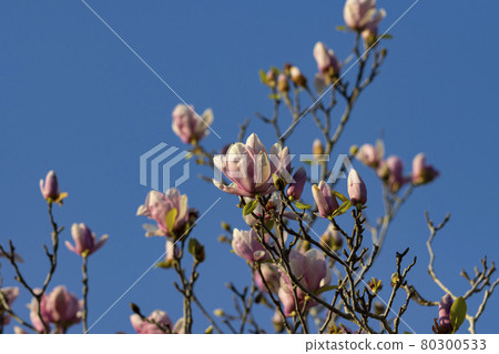 Magnolia flowers blooming on the tree 80300533