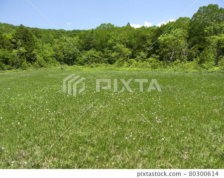 Raised bog and blue sky 80300614