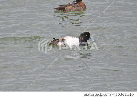 Greater scaup male. 80301110