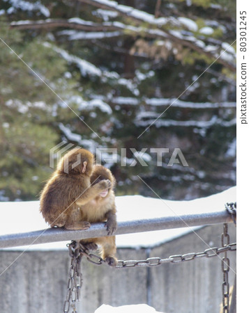 [Zoo] Monkey Saru Winter Zoo Good friends Family love Morioka City, Iwate Prefecture 80301245