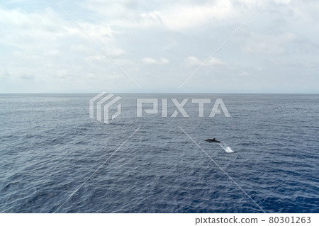 striped Dolphin while jumping in the deep blue sea 80301263
