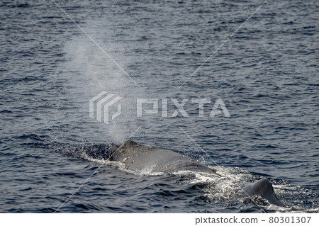 blow of Sperm Whale at sunset while blowing breath 80301307