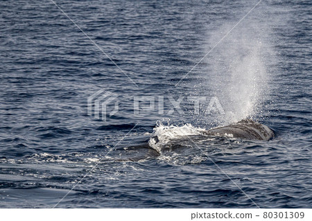 blow of Sperm Whale at sunset while blowing breath 80301309