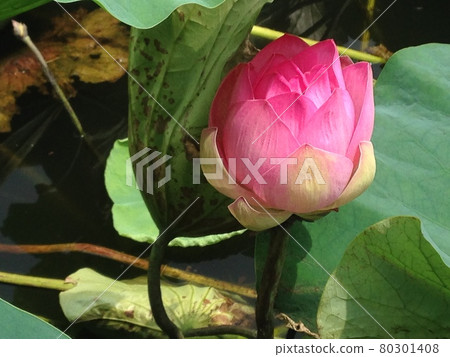 蓮沼芽即將開花 80301408