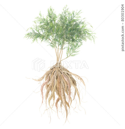 Shatavari leaves and roots Shatavari leaves and roots 80301904