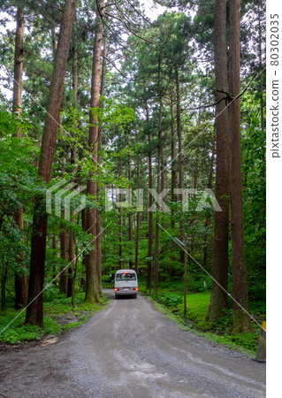 A car running between the coniferous forests at the foot of the mountain (Mt. Yahiko, Yahiko Village, Niigata Prefecture) 80302035