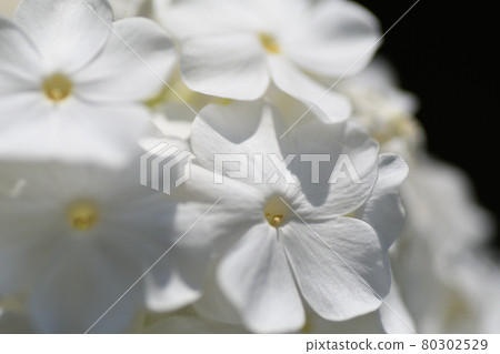 夏季白花(福祿考)埼玉縣 / 七月 夏季白花(福祿考)埼玉縣 / 七月 80302529