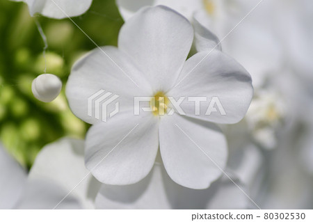 夏季白花(福祿考)埼玉縣 / 七月 夏季白花(福祿考)埼玉縣 / 七月 80302530