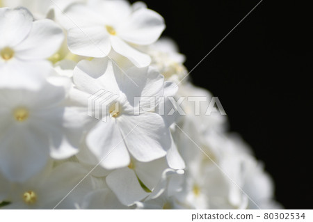 White flowers in summer (Phlox) Saitama Prefecture / July 80302534
