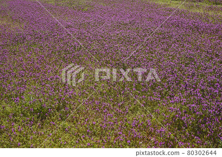 霍托肯諾扎 80302644