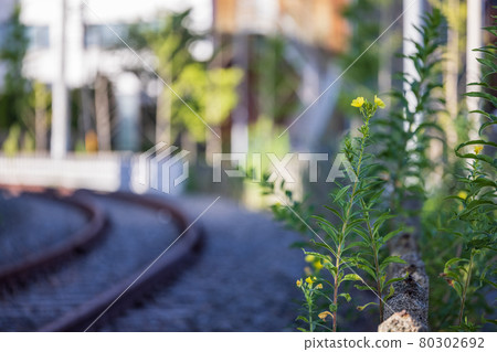 當地鐵軌旁盛開的一朵小黃花 80302692