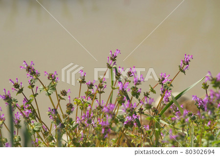 霍托肯諾扎 霍托肯諾扎 80302694