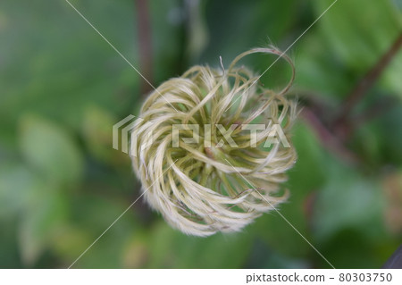 Clematis fruit Clematis fruit 80303750