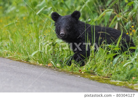 出現在高原公路附近的亞洲黑熊 出現在高原公路附近的亞洲黑熊 80304127