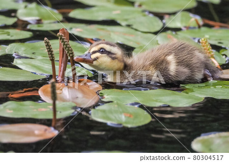 斑嘴鴨孩子自己找食物 80304517
