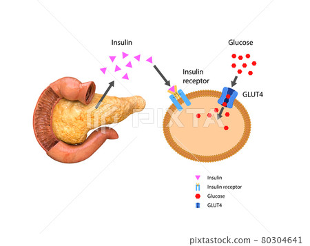 Insulin regulates the metabolism and is the key that unlocks the cell's glucose channel, 3d 2d graphic, render Insulin regulates the metabolism and is the key that unlocks the cell's glucose channel, 3d 2d graphic, render 80304641