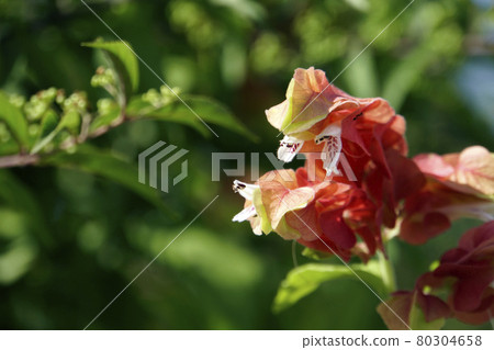 Red Justicia ironegee flowers blooming in summer Red Justicia ironegee flowers blooming in summer 80304658